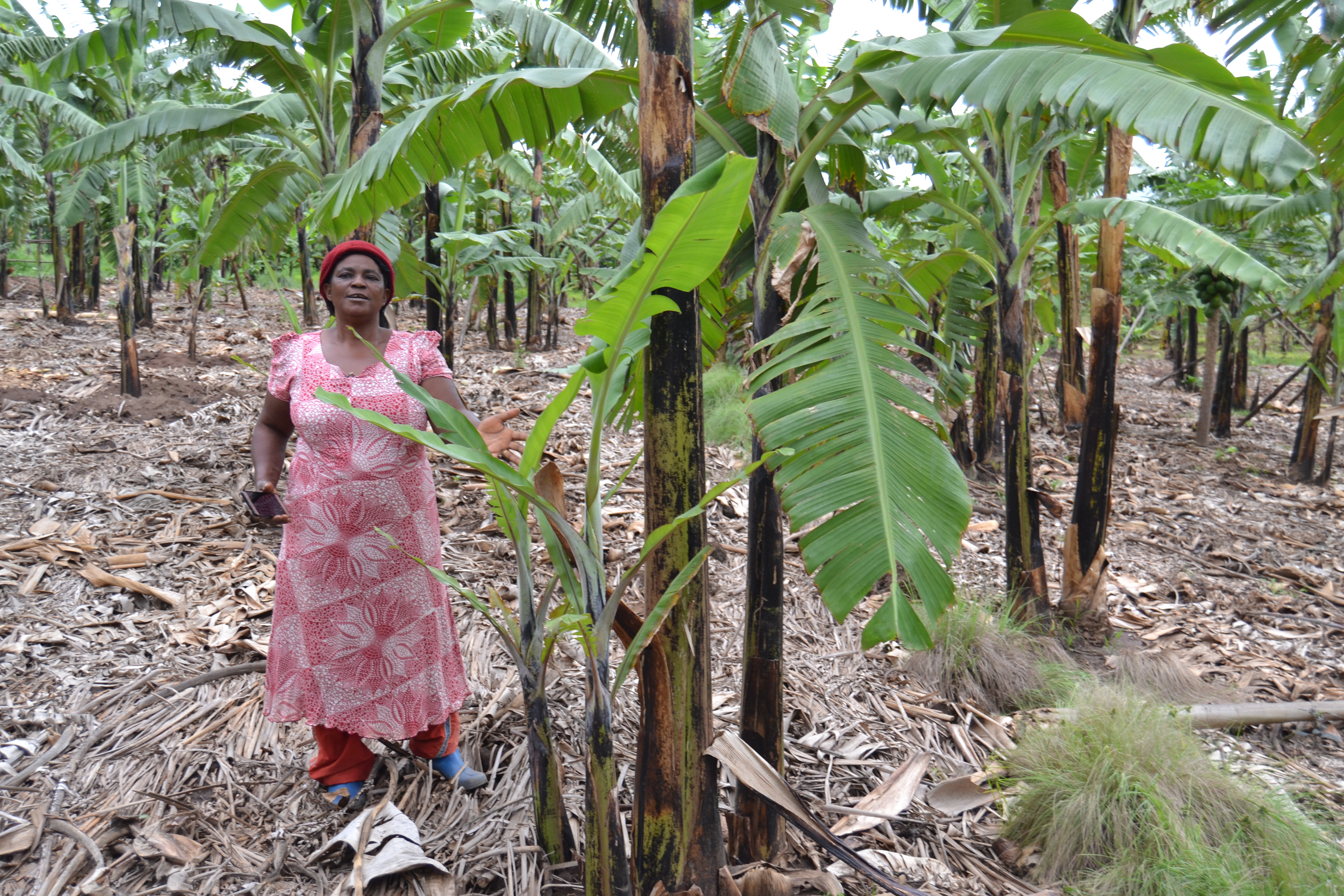 Banana Bacterial Wilt in Uganda